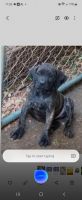 Cane Corso Puppies for sale in Anderson, South Carolina. price: $300