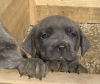 Cane Corso Puppies for sale in Shelbiana, Kentucky. price: NA