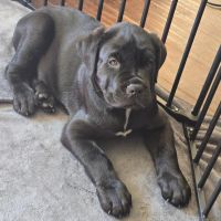 Cane Corso Puppies for sale in Indianapolis, Indiana. price: $2,500