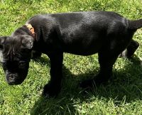Cane Corso Puppies for sale in Anderson, Indiana. price: $2,200