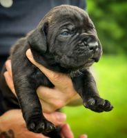 Cane Corso Puppies for sale in Fort Worth, Texas. price: $1,500