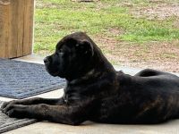 Cane Corso Puppies for sale in Mount Vernon, Arkansas. price: $1,500