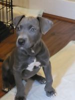 Cane Corso Puppies for sale in Jersey City, New Jersey. price: $1,100