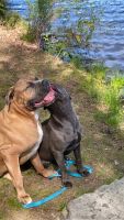 Cane Corso Puppies for sale in Bronx, New York. price: $3,000
