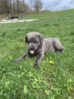Cane Corso Puppies for sale in Grant, Michigan. price: $1,800