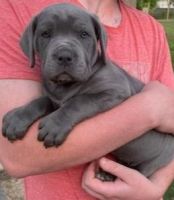 Cane Corso Puppies for sale in Fort Wayne, Indiana. price: $800