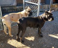 Cane Corso Puppies for sale in Odessa, Texas. price: $2,500