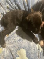 Italian Mastiff/cattle dog mix puppies