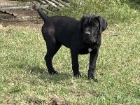 Cane Corso Puppies for sale in Woodlake, California. price: $1,000