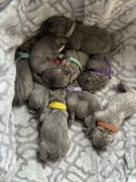 Cane Corso Puppies for sale in Bronx, New York. price: $1,500