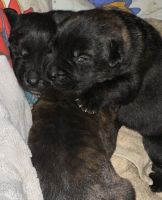Cane Corso Puppies for sale in Knoxville, Tennessee. price: NA