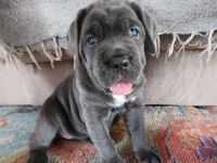 Cane Corso Puppies for sale in New Port Richey, Florida. price: $2,500