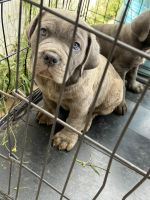 Cane Corso Puppies for sale in Apple Valley, California. price: $900
