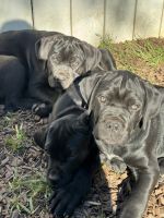 Cane Corso Puppies for sale in Stockton, California. price: $1,500