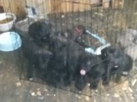 Cane Corso Puppies for sale in Pittsburgh, Pennsylvania. price: $850