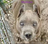 Cane Corso Puppies for sale in Albany, Louisiana. price: NA