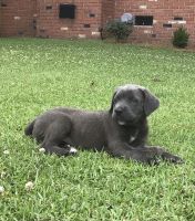 Cane Corso