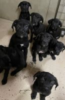 Full Bred, Champion Bloodline Cane Corso Puppies for sale