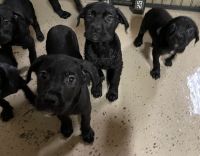 Full Bred, Champion Bloodline Cane Corso Puppies for sale