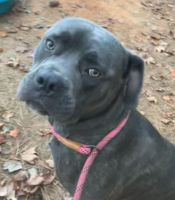 Cane Corso Puppies for sale in Macon, GA, USA. price: $500