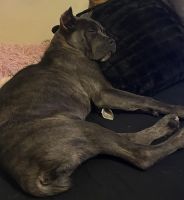 Cane Corso Puppies for sale in Akron, OH, USA. price: $600