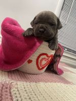 Cane Corso Puppies for sale in Columbus, OH, USA. price: $1,000