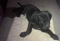 Cane Corso Puppies for sale in Gig Harbor, WA, USA. price: $800