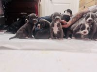 Cane Corso Puppies for sale in Ontario, OR 97914, USA. price: $600