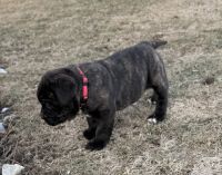 Cane Corso Puppies for sale in Chalmers, IN 47929, USA. price: $500