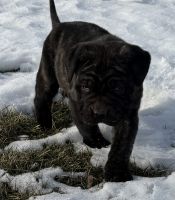 Cane Corso puppies