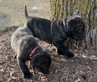 Cane Corso puppies
