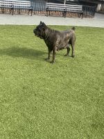 Cane Corso Puppies for sale in Brooklyn, NY, USA. price: $1,600