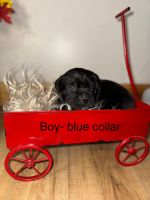 Cane Corso Puppies for sale in Terrell, TX, USA. price: $2,500