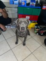 Cane Corso Puppies for sale in Dover, DE, USA. price: $400