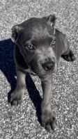 Cane Corso Puppies for sale in Kennesaw, GA, USA. price: $2,500