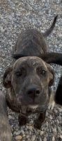 Cane Corso Puppies for sale in Pahrump, NV, USA. price: $75