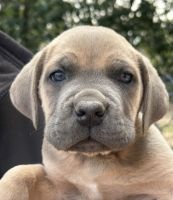 Cane Corso