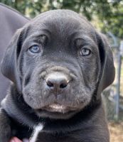 Cane Corso