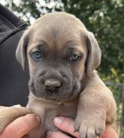 Cane Corso Puppies for sale in Cameron, NC 28326, USA. price: NA