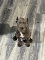SCAR - CANE CORSO PUPPY
