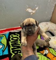 8 week old Champion Bloodline Cane Corso Puppy