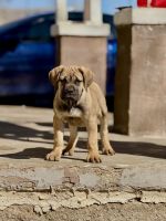 8 week old Champion Bloodline Cane Corso Puppy