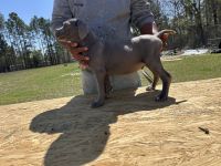 Cane Corso Puppies for sale in Gaston, SC 29053, USA. price: $1,500