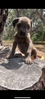 Cane Corso Puppies for sale in Daytona Beach, FL, USA. price: $300