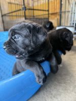 Cane Corso Puppies