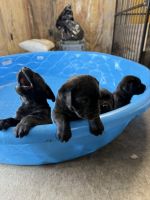 Cane Corso Puppies