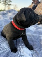 Cane Corso Puppies