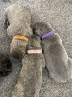 Cane Corso Puppies for sale in Pinnacle, NC 27043, USA. price: $22,500