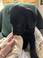 Cane Corso Puppies for sale in Pahrump, NV, USA. price: $250