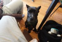 Cane Corso Puppies for sale in Astoria, Queens, NY, USA. price: $800